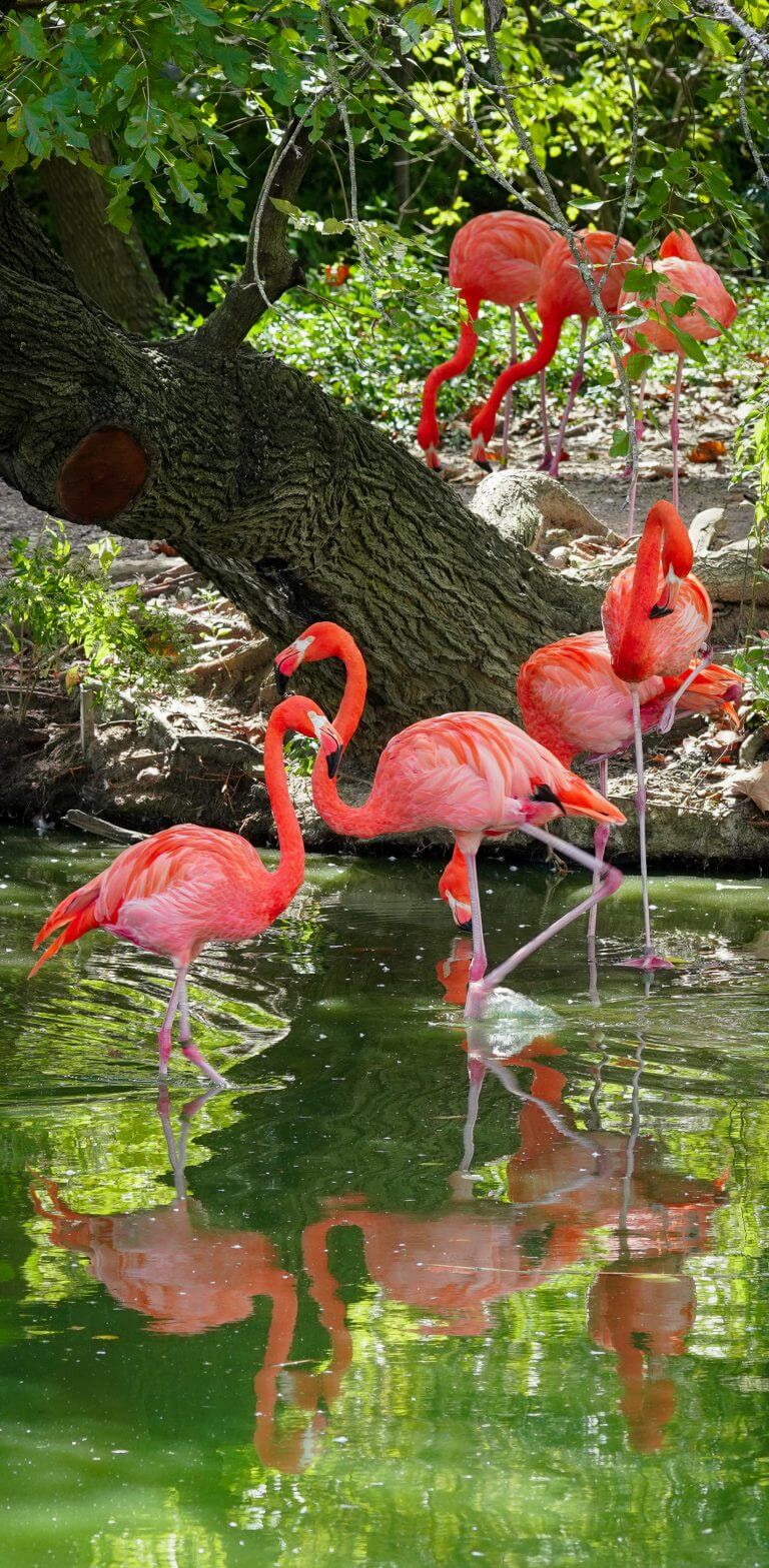 flamingo mirror image creation