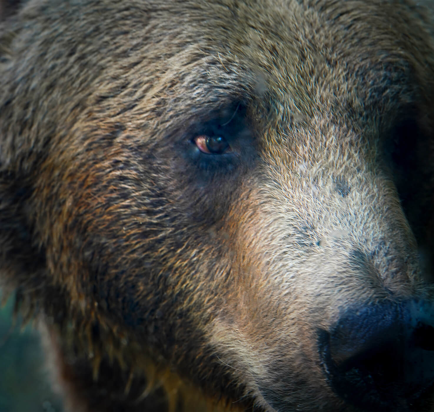 Grizzly empathy image creation