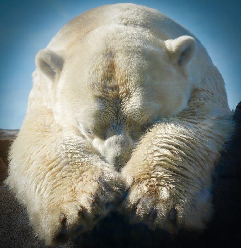 praying polar bear image creation